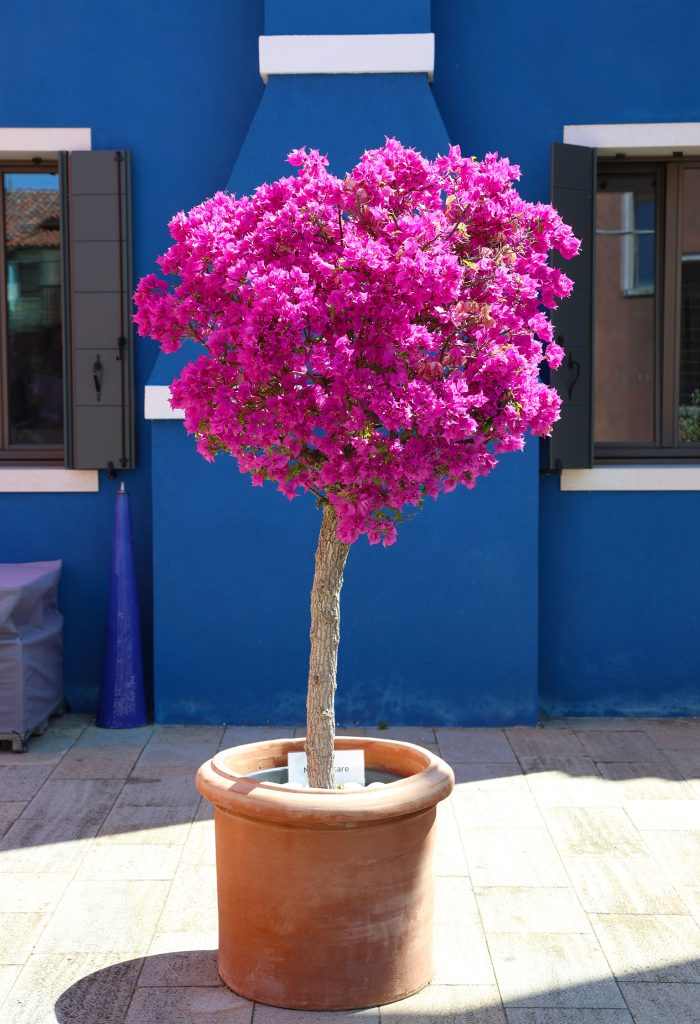 Baum